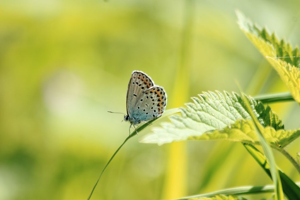 Plebejus sp.